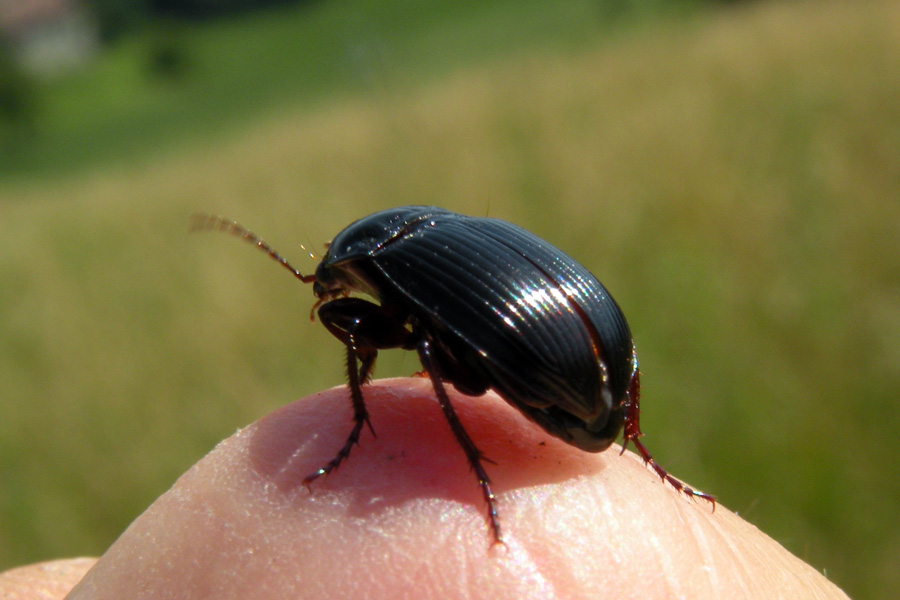 Amara equestris